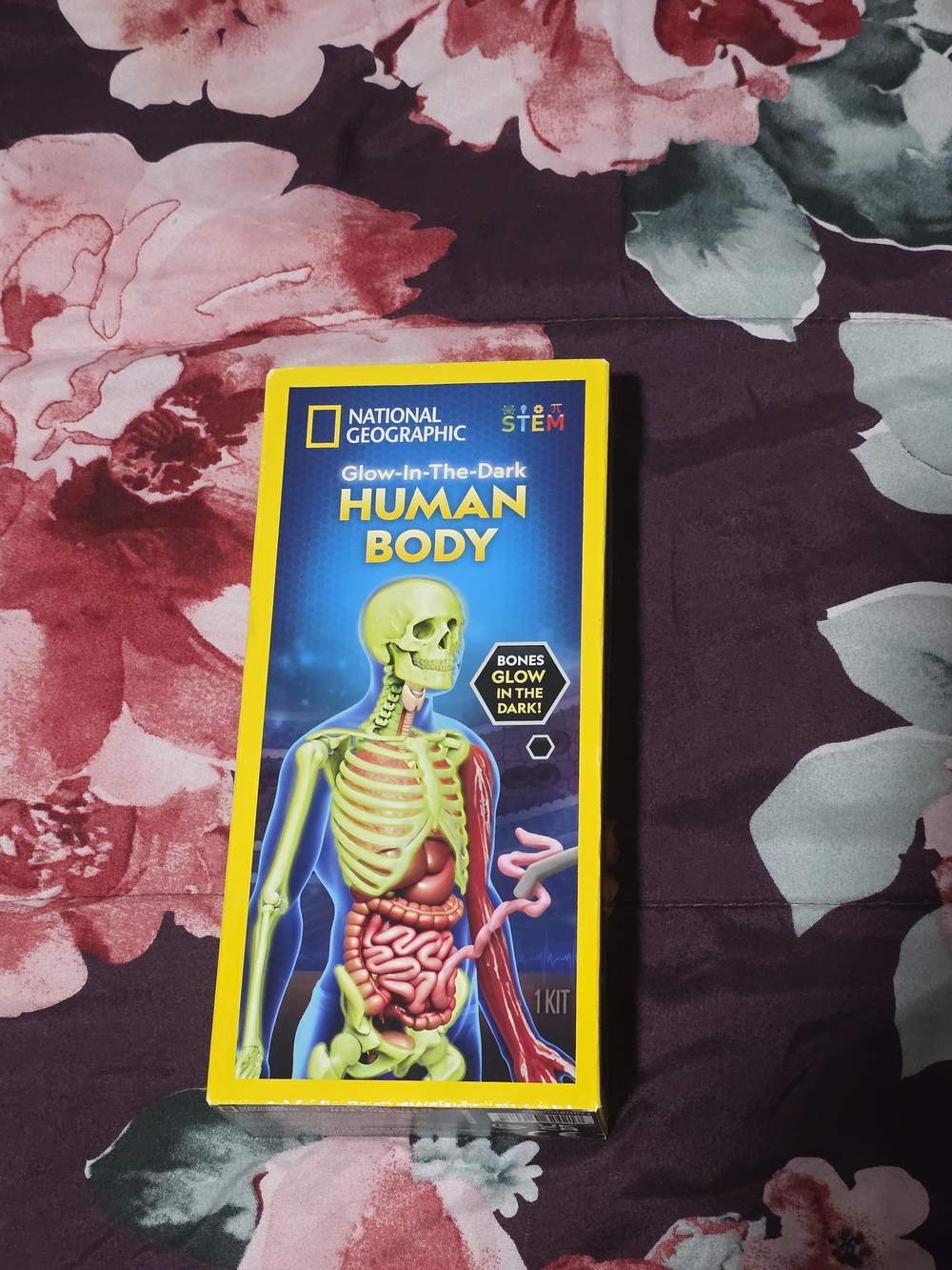 National Geographic Glow-In-The-Dark Human Body Kit - Yellow/Blue Artwork